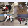 XLDZ Adjustable 2-Wheel Pet Wheelchair for Small Dogs, Cats, Rabbits and Disabled Pets (Motley-M) view 3
