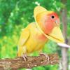 Elizabethan Cone Collar for Parrots view 2