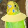 Elizabethan Cone Collar for Parrots view 3