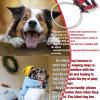 Halo Blind Dog Harness Guide Device | Anti-Collision Ring for Dogs view 3