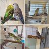 Allazone 4-Piece Natural Wood Bird Perches view 4