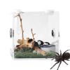 Transparent Acrylic Reptile Habitat view 1