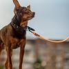 Reflective Adjustable Dog Leash for Large Dogs view 3