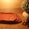 Reptile Water Bowl and Bathing Pool, Aquarium Ornament view 2