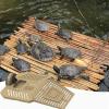 Misaakoeq Turtle Sunbathing Dock view 3