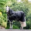 Amigo Bravo 12 Plus V-Front Lite Sheet, 78, Black/Gray view 1