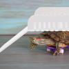 Happyyami Turtle Rest Area Decorative Dock view 4
