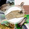Turtle Basking Dock view 4