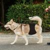 Dog Diapers for Female Dogs view 2