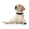 Reflective Padded Neoprene Dog Collar, Black, M view 2