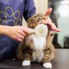 Pet Slicker Brush for Dogs and Cats view 2