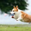 LearnLyrics Dog Toy view 2