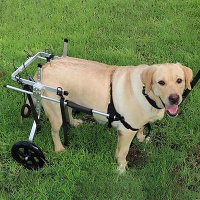 Adjustable 2-Wheel Dog Wheelchair for Medium/Large Dogs, Rear-Leg Mobility Aid, M