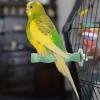 Bird Perches - Calcium Chew Toy for Hamsters view 2