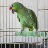 Bird Perches - Calcium Chew Toy for Hamsters view 3