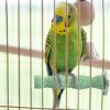 Bird Perches - Calcium Chew Toy for Hamsters view 4