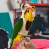 Cockatoo Costume for Pets view 3