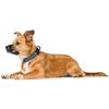 Hunter Maldon Collar, Blue view 4