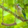 Hanging Bird Perch Swing view 4