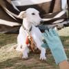 COLLBATH Pet Training Gloves, Green, 1 Pair, Cowhide view 2