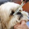 Chibuy Professional Pet Grooming Scissors view 3