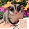 Bonding Pouch for Sugar Gliders view 3