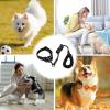 Reflective Dog Collar - Durable Adjustable Collar with Leash view 3