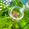 Aquarium Feeder Cup view 3