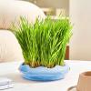 Donut-Shaped Cat Grass Planter view 2