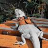 Adjustable Escape-Resistant Lizard Harness Set with Leash, 3-Pack view 3