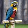 Reusable Cotton Parrot Diaper view 4