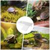 Raypontia Turtle Basking Area and Platform view 4