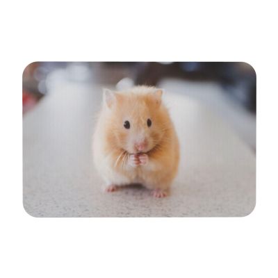 YFSGDLBN Diatomaceous Earth Mat, Washable Entryway Mat, Chestnut Hamster