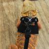 Small Animal PU Leather Training Harness view 3