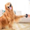 Pet Nail File for Dogs view 2