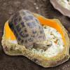 Safe Multifunctional Reptile Terrarium Bowl view 2