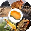 Safe Multifunctional Reptile Terrarium Bowl view 4
