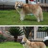 Dog Muzzle | Adjustable Loop Pet Muzzle Portable Cage Muzzle view 4
