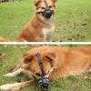Dog Training Muzzle view 3