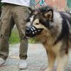 Dog Muzzle, Breathable Basket Muzzle for Dogs - Portable Cage Mouth Guard view 2