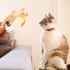 Cat Mouse Toy with Rattle Sound view 2