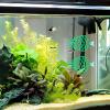 Betta Fish Hammock view 4
