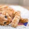 Cat Chew Toy with Catnip view 3
