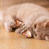 ycezw Grilled Fish Cat Toy – Interactive and Engaging view 3