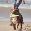 Sionhiuo Dog Water Bottle Toy view 2