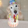 Birthday Cake Dog Toy view 2
