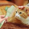 Dog Knot Remover Comb with Button Function view 2