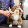 Slicker Brush for Dogs and Pets | Pet Slicker Massage Comb for Cats view 3