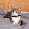 Adjustable Kitten Collar view 2