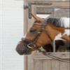 Kentucky - Brown Nose Net, Full view 4